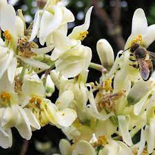 Drumstick Flower Honey Best Flower Wallpaper