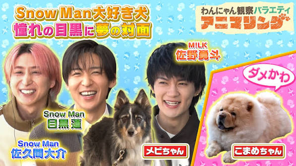 わんにゃん観察バラエティ アニマリング