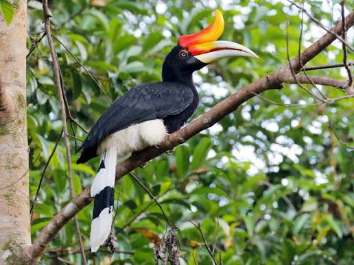 Borneo's Big Five!
