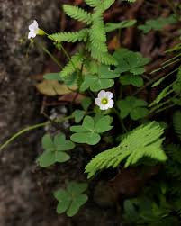 Image result for Oxalis semiloba