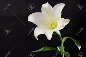 Lilies are graceful flowers and is very popular in the world.lily has approximately 100 different species. White Lily Flower On Black Background Stock Photo Picture And Royalty Free Image Image 21105100