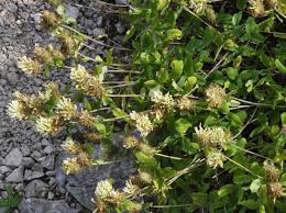 Image result for Trifolium wentzelianum