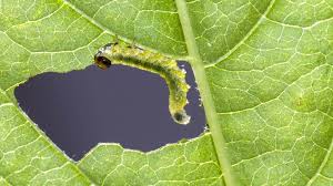 From infestations of termites, ants, bed bugs, and cockroaches, to invasions of rats, mice, and birds. 10 Winning Organic Garden Pest Control Methods Green Elephant Sustainable Blog Nz