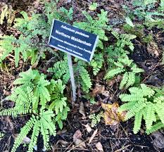 Image result for Adiantum