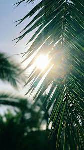 Quotes Zoom In Phone Backgrounds Hd Desktop Wallpaper Summer Summer Wallpaper Nature Photography