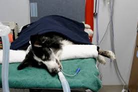 William bill cleveland in 1992. Pet Dental Services In Bothell Wa Bothell Pet Hospital
