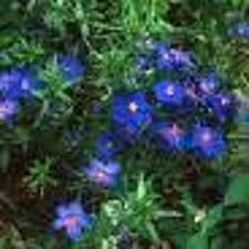 Image result for Anagallis barbata