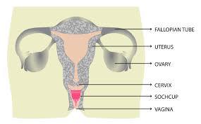 Canadian scientists tested the sensitivities of several sexual areas on the female body, including the parts in the perineum area—the area between. Female Anatomy 101 What S Down There Vulva Or Vagina Sochgreen