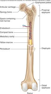 The diaphysis and the epiphysis. Irjpvi2hfnzbmm