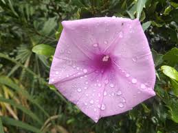 Maybe you would like to learn more about one of these? Ocean Blue Morning Glory Flower Ipomoea Indica Photo Taken In Palm Harbor Fl Blue Morning Glory Blue Ocean Wild Flowers