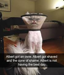 Probably the funniest site on the net. Funniest And Hilarious Cat Snapchats 27 Pics Pauznet