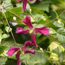 Clematis, italian leather flower, italian clematis, viticella clematis 'brocade' clematis viticella hybridized by fretwell, 1993 : Clematis Brocade Plant Care And Cultivation Clematis Brocade Varieties Species And Types The Plant Encyclopedia