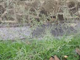 Image result for Sporobolus pyramidalis