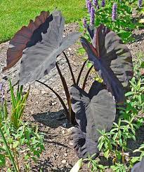 They prefer a rich, moist planting area in partial shade and. Datei Colocasia Esculenta Black Magic 1 Jpg Wikipedia
