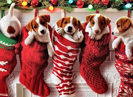 Check spelling or type a new query. Christmas Puppy 1366x1000 Download Hd Wallpaper Wallpapertip