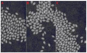 Image result for Moorochloa eruciformis