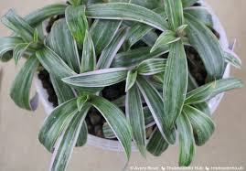 Image result for Tradescantia spathacea