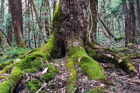 Aokigahara Hiking The Suicide Forest Trail