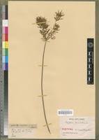 Image result for Cyperus denudatus