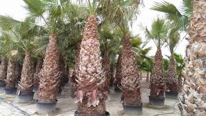 Image result for Wiesneria filifolia