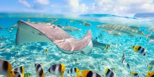 Image result for Scuba Diving in bora bora