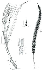 Image result for Setaria sphacelata