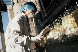 La gripe aviaria o gripe aviar, también denominada como influenza aviar (del inglés), gripe del pollo o gripe de los pájaros, designa a una los tipos b y c infectan de modo primario a humanos y, ocasionalmente, cerdos. Virus De La Gripe Aviar Y Otros Virus De La Gripe De Origen Zoonotico