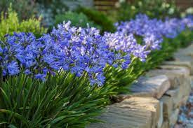 Over 40 varieties of agapanthus plants grown and supplied by fairweather's nursery. Agapanthus Baby Pete Pbr