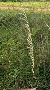 Image result for Eragrostis atrovirens