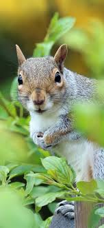 All wallpapers fan art fan comics quizzes. Squirrel Tree Leaves Hazy 1242x2688 Iphone 11 Pro Xs Max Wallpaper Background Picture Image