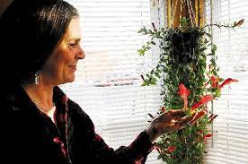 With beautiful, rosy flowers and large, tropical leaves, this pretty tree bears edible fruit in less than 2 years. Dolphin Plant Offers Spectacular Blooms Local News Pressrepublican Com