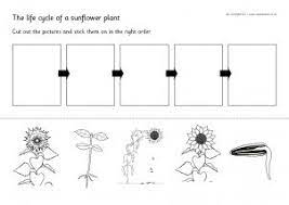 Flower kindergarten sight words maze worksheets. Sunflower Printables For Primary School Sparklebox