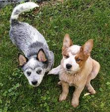 You will find shih tzu dogs for adoption and puppies for sale under the listings here. Ilmu Pengetahuan 2 Australian Cattle Dog Blue Heeler Husky Mix