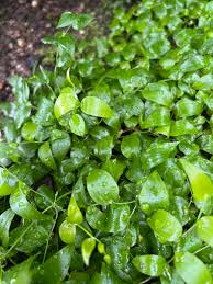 Image result for Asparagus asparagoides