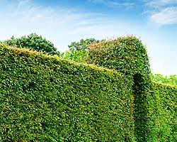 Ein weiterer möglicher termin für den. Hecke Pflanzen Tipps Fur Die Pflanzzeit Und Das Pflanzen Von Hecken