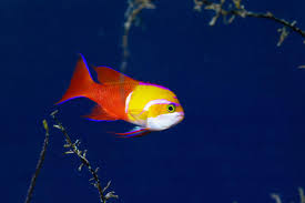 Image result for Aristida leucophaea