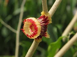 Image result for Napoleonaea