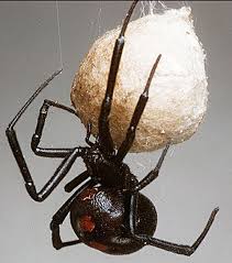 Moreover, black widow spiders have 8 legs. Widow Spiders Vce Publications Virginia Tech