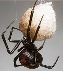 Nevertheless, spiders are not easy to handle in captivity. Widow Spiders Vce Publications Virginia Tech