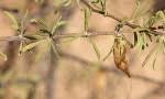 Image result for Rhigozum brevispinosum