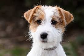 Vicki watts 20464 hwy 92 delta, colorado 81416 1.970.640.8798. Jack Russell Terrier Di San Gimignano Home Facebook