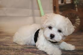 People get them trained almost immediately! Sold Casper White Male Ckc Maltipoo Is Ready To Be Your Baby Boy Tlc Puppy Love