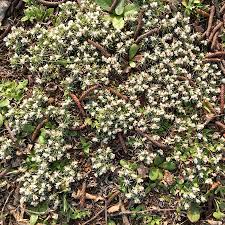 Image result for Helichrysum argyrosphaerum