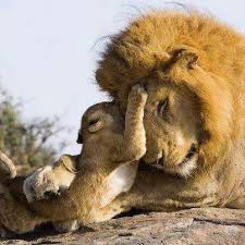 Pin By Pomegranate Seeds On Animals Insects Reptiles Animals Cute Animals Animals Beautiful