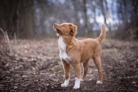 Maybe you would like to learn more about one of these? Cute Nova Scotia Duck Tolling Retriever Puppy Stock Foto Adobe Stock