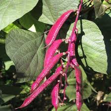 Image result for Dolichos angustifolius