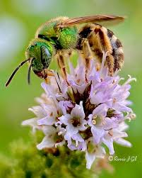 Image result for Gnidia virescens