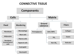 Connective Tissue