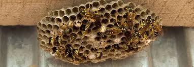 As major contractors, we have the infrastructure to cover the needs of people with efficiency. Pest Control Richmond Hill Q A P Exterminators Animal Removal Services