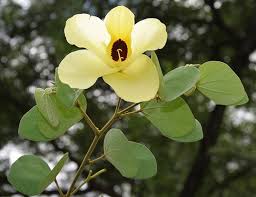 Image result for Bauhinia tomentosa